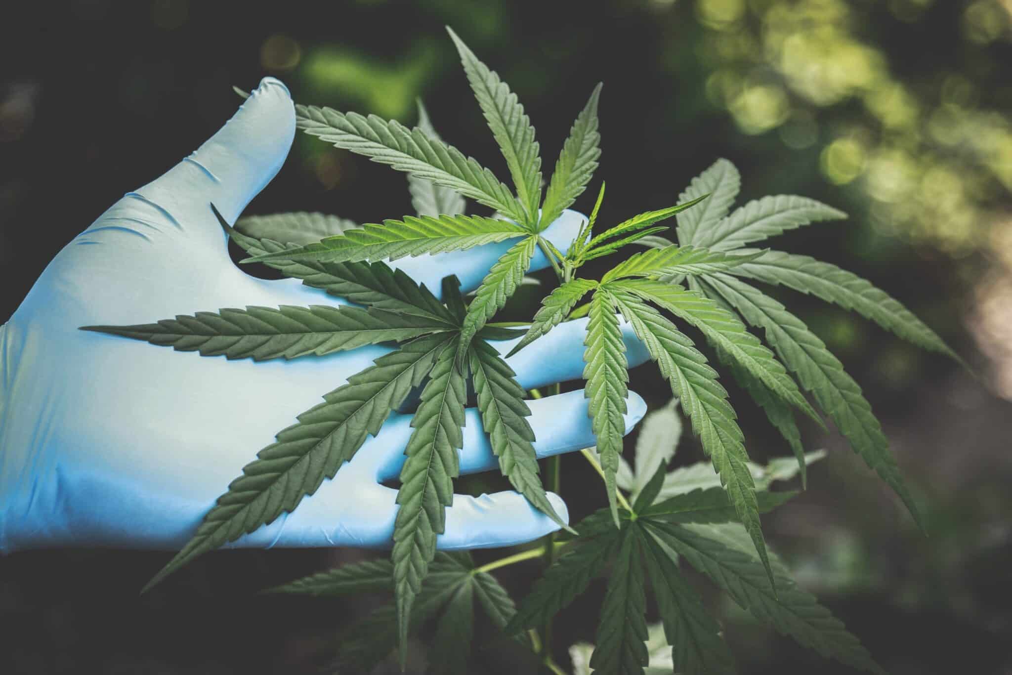 CBD online: Francese e inglese, tutti dipendenti! [Ricerca SEO]